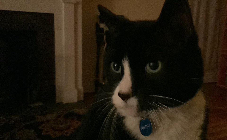Large black and white cat in close-up